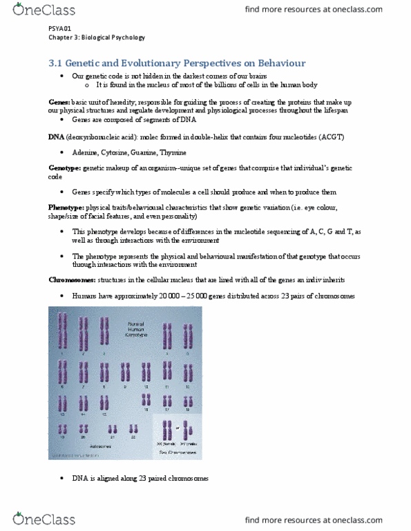 PSYA01H3 Chapter Notes - Chapter 3: Homo Habilis, Axon Terminal, Human Genome Project thumbnail