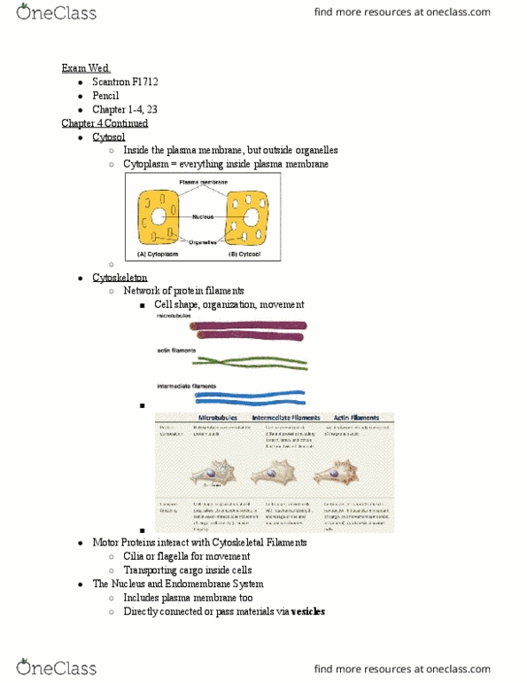 BIO 111 Lecture Notes - Lecture 6: Contractile Vacuole, Cell Membrane, Lipid Bilayer thumbnail