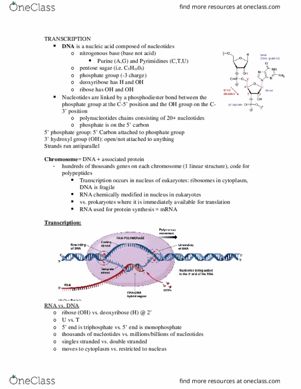 BIOL 1107 Lecture Notes - Lecture 2: Phosphodiester Bond, Deoxyribose, Ribose thumbnail