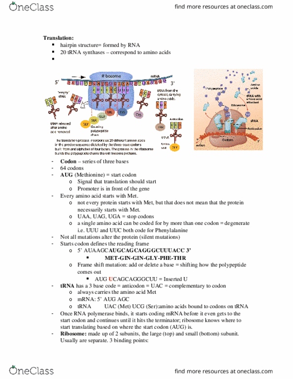 BIOL 1107 Lecture Notes - Lecture 3: Aminoacyl Trna Synthetase, Start Codon, Silent Mutation thumbnail
