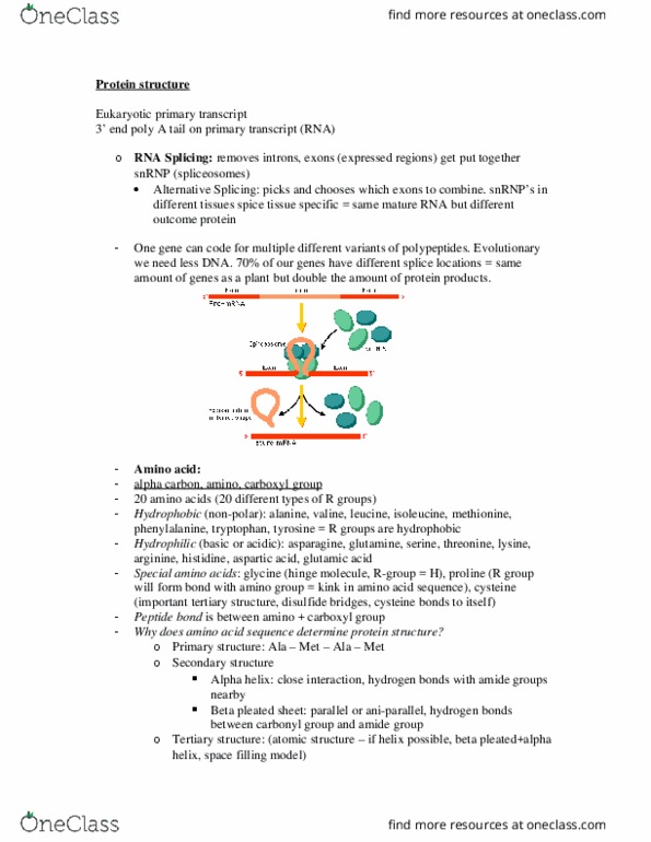 BIOL 1107 Lecture Notes - Lecture 3: Disulfide, Protein Structure, Snrnp thumbnail