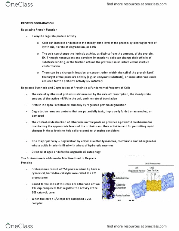 BIOL 364 Lecture Notes - Lecture 3: Isopeptide Bond, Proteasome, Deubiquitinating Enzyme thumbnail