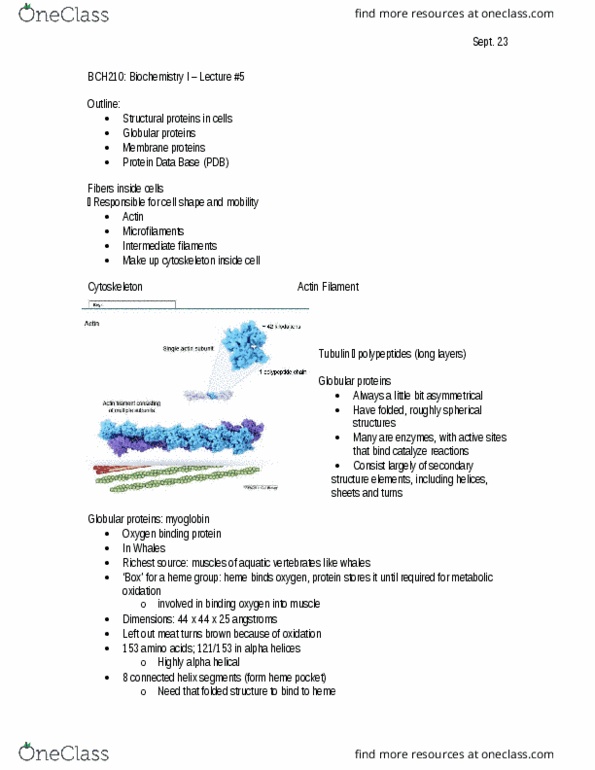 BCH210H1 Lecture Notes - Lecture 5: X-Ray Crystallography, Alpha Helix, Myoglobin thumbnail