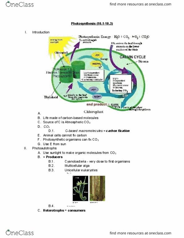 01:119:115 Lecture Notes - Lecture 9: Light-Harvesting Complex, Photosynthetic Pigment, Intermembrane Space thumbnail