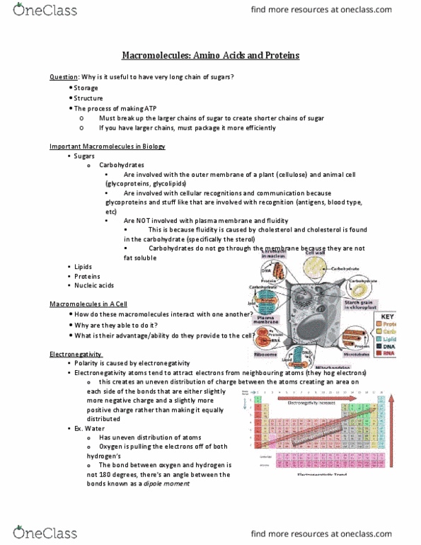 BIO 1140 Lecture Notes - Lecture 2: Beta Sheet, Cell Nucleus, Protein Structure thumbnail