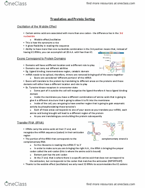 BIO 1140 Lecture Notes - Lecture 10: Release Factor, Hydrolysis, Nonsense Mutation thumbnail