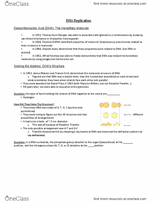 BIO 1140 Lecture Notes - Lecture 11: Dna Polymerase I, Exonuclease, Molecular Cloning thumbnail
