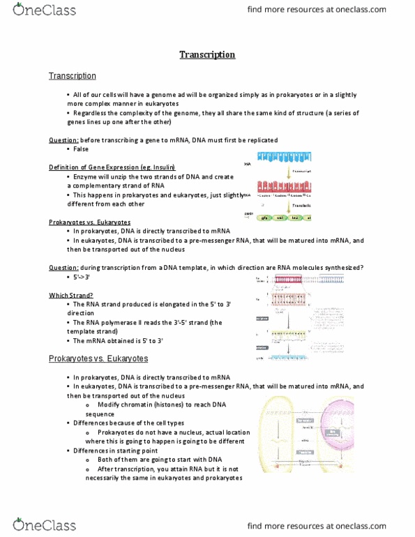 BIO 1140 Lecture Notes - Lecture 8: Tata Box, Chromatin, Stem-Loop thumbnail