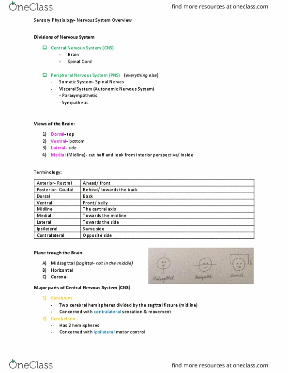 Physiology 2130 Lecture Notes - Lecture 1: Cerebrospinal Fluid, Coccyx, Occipital Lobe thumbnail