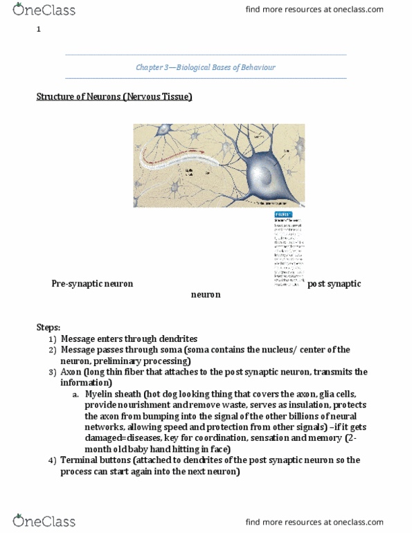 PS101 Lecture Notes - Lecture 3: Cortisol, Electroencephalography, Neurogenesis thumbnail