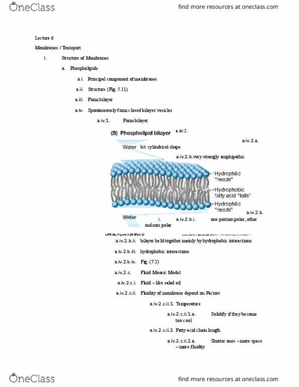 01:119:115 Lecture Notes - Lecture 6: Phagocytosis, Fokker E.Ii, Lysosome thumbnail