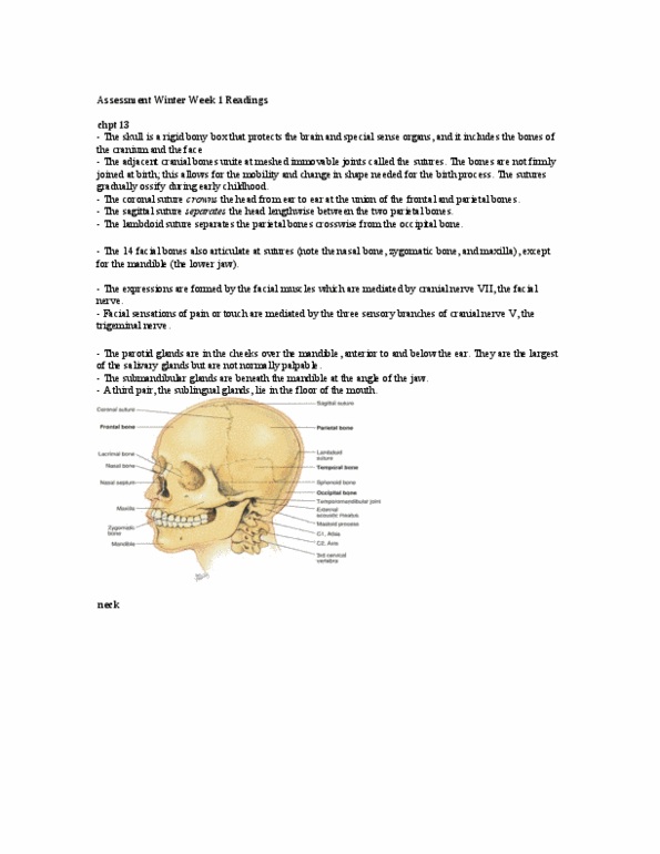 NSE 13A/B Lecture Notes - Omohyoid Muscle, Facial Nerve, Zygomatic Arch thumbnail