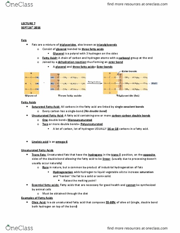 BIOL 1F90 Lecture Notes - Lecture 7: Amine, Monomer, Chief Operating Officer thumbnail