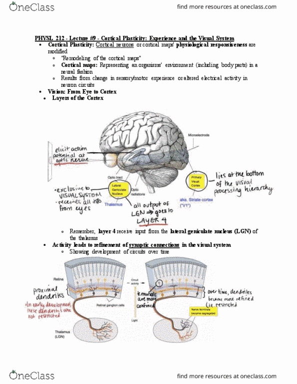 PHYSL212 Lecture Notes - Lecture 9: Lisa Lopes, Visual Acuity, Cerebral Cortex thumbnail