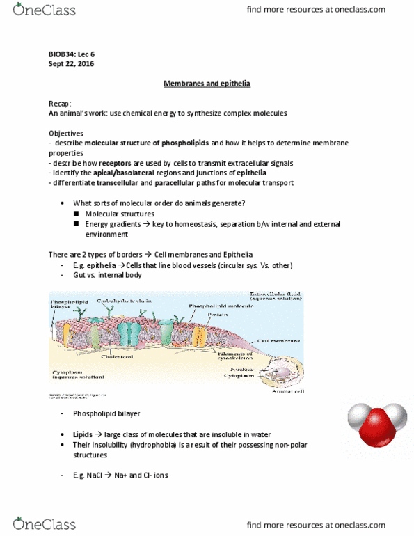 BIOB34H3 Lecture Notes - Lecture 6: Gene Expression, Steroid Hormone Receptor, Stoping thumbnail