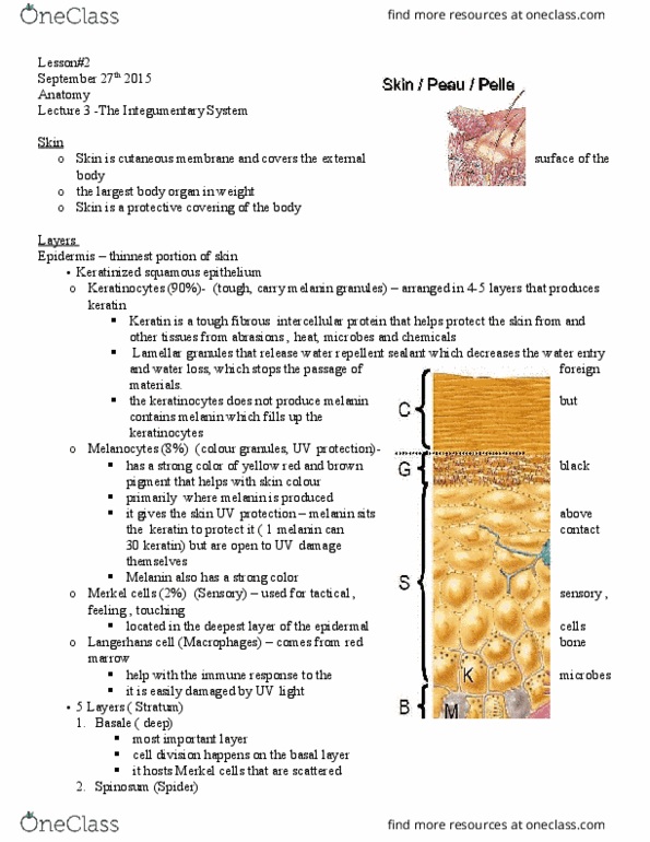 Health Sciences 2300A/B Chapter Notes - Chapter 3 : Dense Irregular Connective Tissue, Bone Marrow, Keratin 5 thumbnail