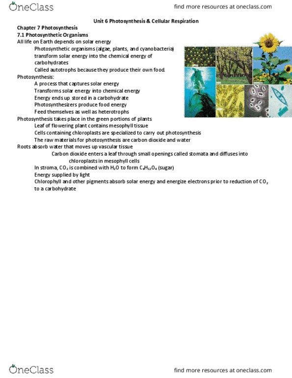 CHEM 103 Lecture Notes - Lecture 6: Thylakoid, Leaf, Light-Dependent Reactions thumbnail