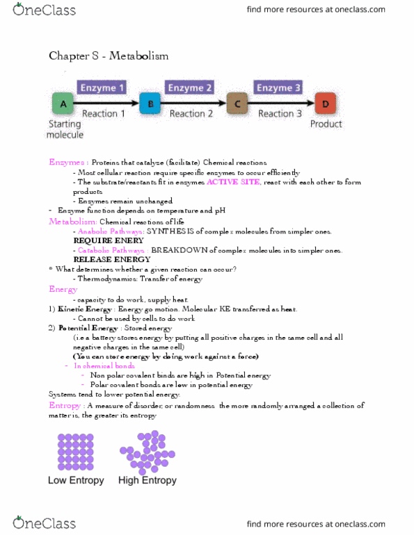 BSC 1010C Lecture Notes - Lecture 8: Endergonic Reaction, Covalent Bond, Activation Energy thumbnail