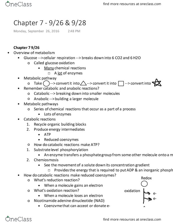 BIOL 2051 Lecture Notes - Lecture 6: Pyruvate Dehydrogenase, Oxidative Phosphorylation, Cellular Respiration thumbnail