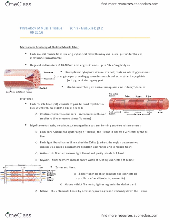 ANP 1105 Lecture Notes - Lecture 6: Neuromuscular Junction, Sarcomere, Myocyte thumbnail