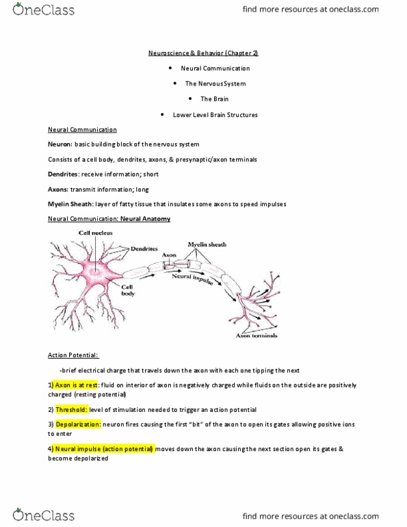 PSY 2012 Lecture Notes - Lecture 2: Latrodectus, Peripheral Nervous System, Central Nervous System thumbnail