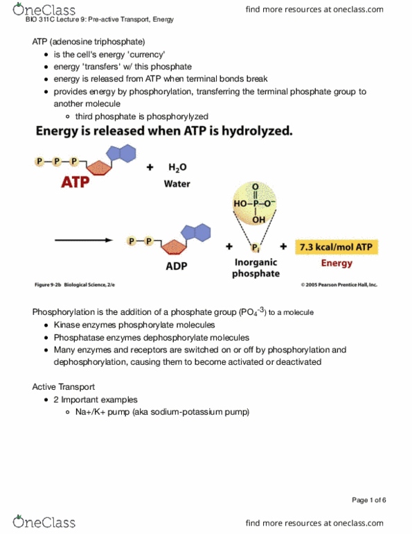 BIO 311C Lecture Notes - Lecture 9: Activation Energy, Lipid Bilayer, Kinetic Energy thumbnail