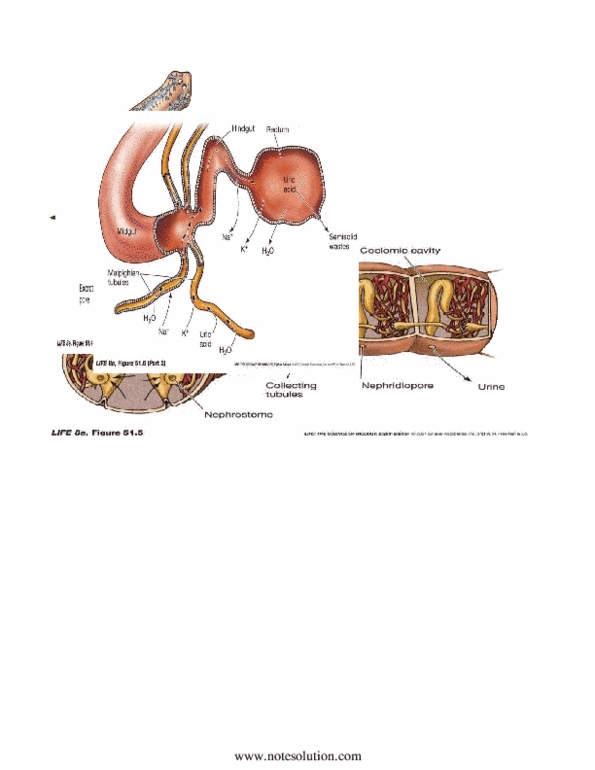 BIOA02H3 Chapter Notes -Venule, Body Cavity, Straight Arterioles Of Kidney thumbnail