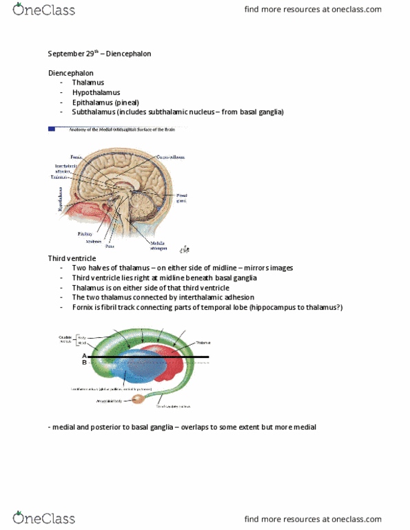 Anatomy and Cell Biology 3319 Lecture Notes - Lecture 7: Interthalamic Adhesion, List Of Thalamic Nuclei, Intralaminar Nuclei Of Thalamus thumbnail