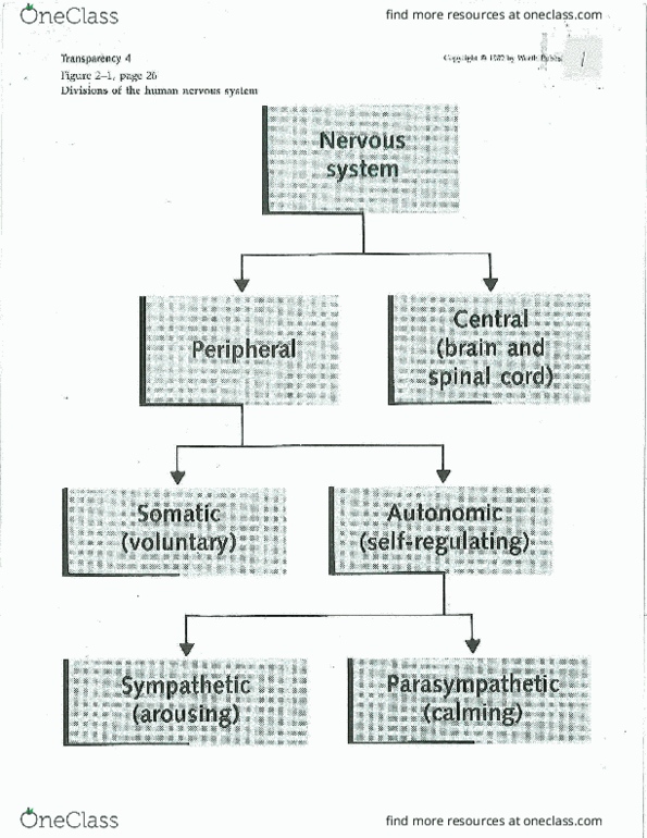 PSY 110 Lecture Notes - Lecture 3: Cerebellum, Motor Control, Frontal Lobe thumbnail