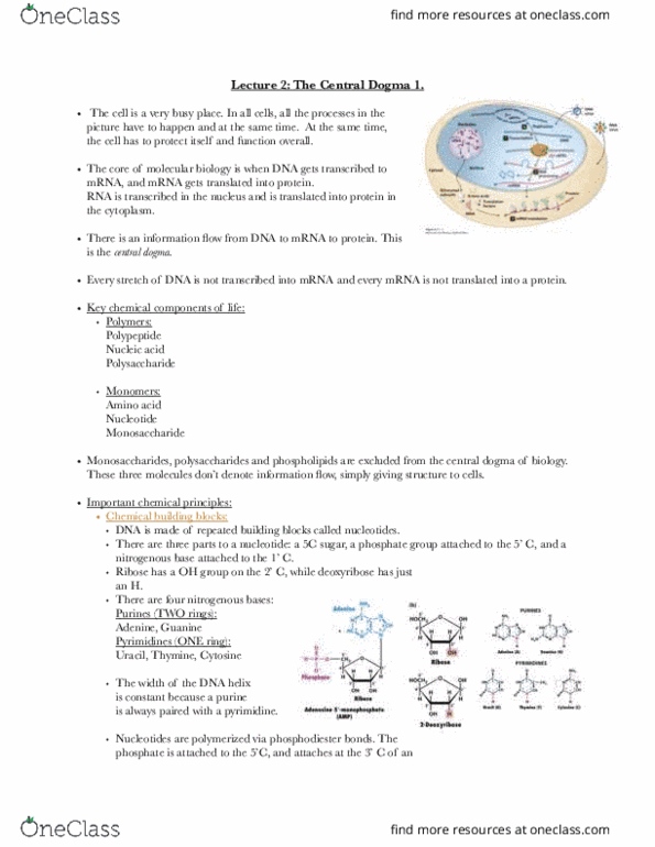 BIOL-UA 21 Lecture Notes - Lecture 2: Cytosine, Purine, Adenine thumbnail