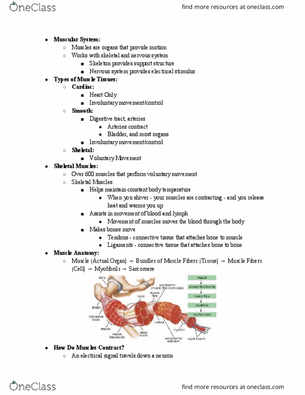 BIOL 100 Lecture Notes - Lecture 6: Hypertrophy, Sarcomere, Myocyte thumbnail