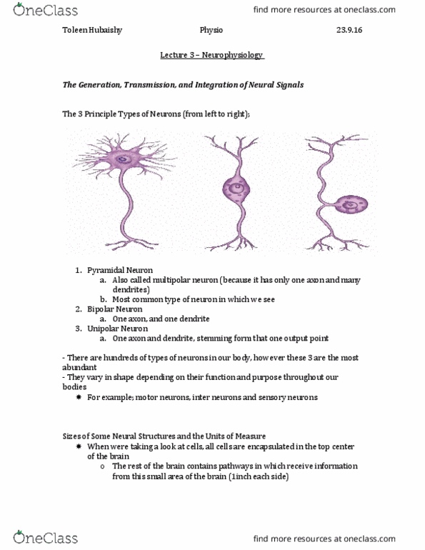 PSY290H5 Lecture Notes - Lecture 3: Unipolar Neuron, Cerebral Cortex, Oligodendrocyte thumbnail