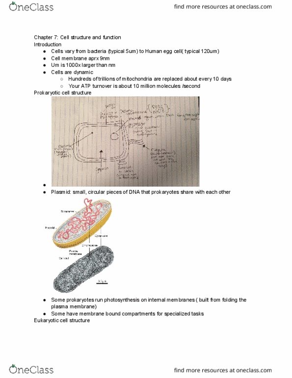 BISC207 Lecture Notes - Lecture 10: Eukaryote, Plasmid, Cytoplasm thumbnail