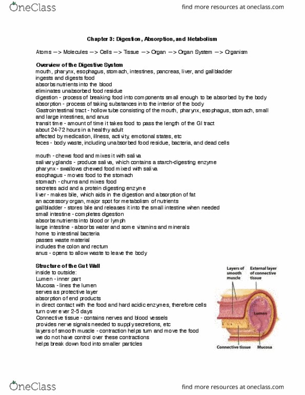 NUTR100 Chapter Notes - Chapter 3: Hiatus Hernia, Connective Tissue, Pancreatic Juice thumbnail