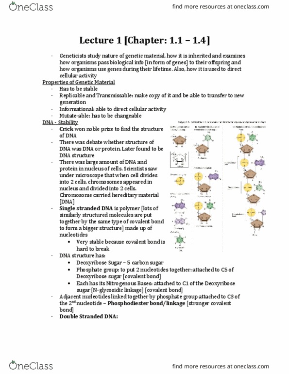 BIOC15H3 Lecture Notes - Lecture 1: Peptide, Chromosome, Pyrimidine thumbnail