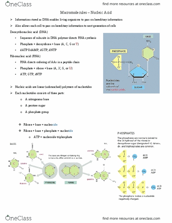 BIOL130 Lecture Notes - Lecture 3: Phosphodiester Bond, Pentose, Polymerization thumbnail
