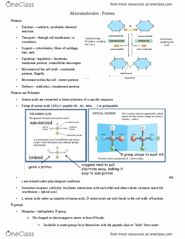 BIOL130 Lecture Notes - Lecture 4: Protein Structure, Protein Domain, Covalent Bond thumbnail