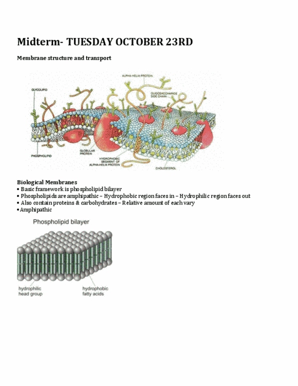 BIOL 102 Lecture Notes - Exocytosis, Vacuole, Membrane Structure thumbnail