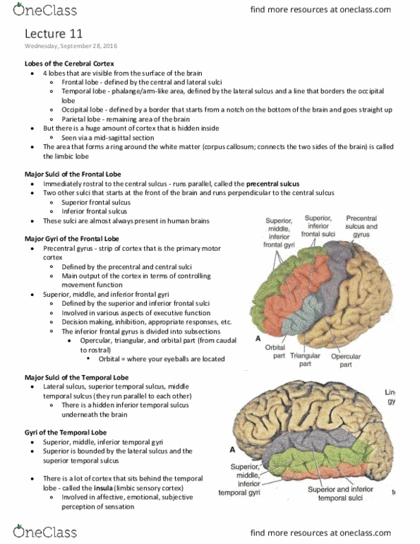 ANAT 321 Lecture Notes - Lecture 11: Fear Conditioning, Decision-Making, Parieto-Occipital Sulcus thumbnail