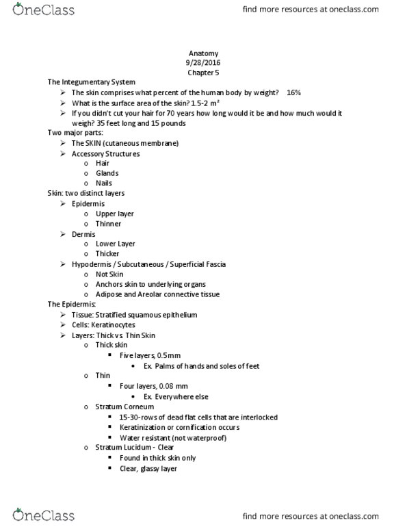 BIOLOGY 173 Lecture Notes - Lecture 13: Dense Irregular Connective Tissue, Loose Connective Tissue, Stratified Squamous Epithelium thumbnail