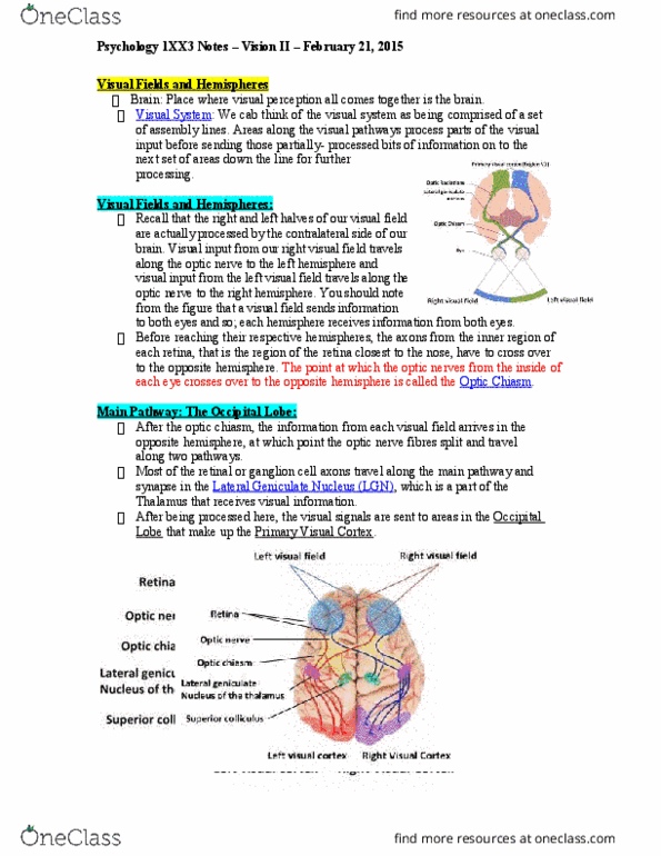 PSYCH 1XX3 Lecture 7: Vision II Module Notes thumbnail