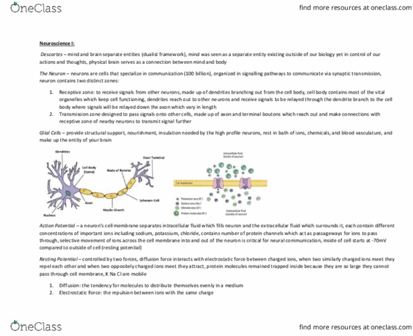 PSYCH 1XX3 Chapter Notes - Chapter 5: Fluid Compartments, Neuroglia, Extracellular Fluid thumbnail