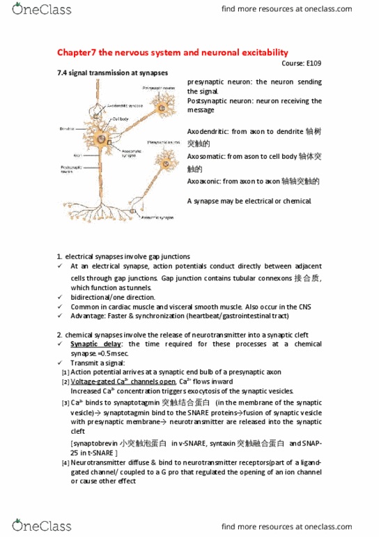 BIO SCI E109 Chapter Notes - Chapter 7: Electrical Synapse, Cardiac Muscle, Neurotransmitter thumbnail