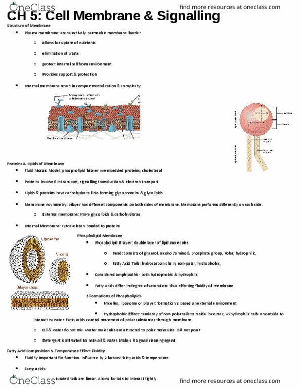 BIOL 1000 Chapter Notes - Chapter 5: Lipid Bilayer, Electron Transport Chain, Fluid Mosaic Model thumbnail