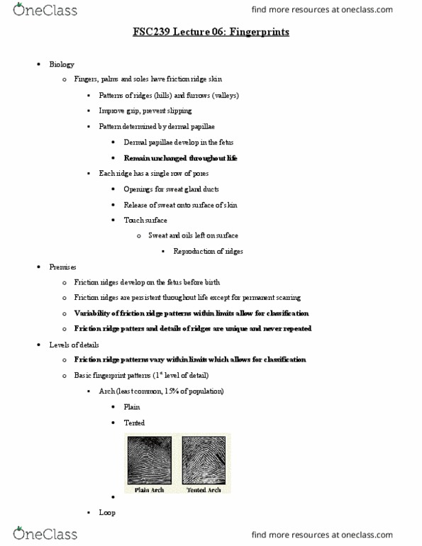 FSC239Y5 Lecture Notes - Lecture 6: Dermis, Minutiae, Sweat Gland thumbnail