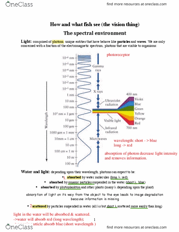 EEB382H1 Lecture Notes - Lecture 1: Siamese Fighting Fish, Spectral Sensitivity, Reflectance thumbnail