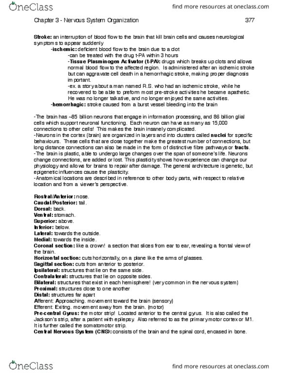 PSYCO377 Chapter Notes - Chapter 3: Central Nervous System, Internal Carotid Artery, Cranial Nerve Nucleus thumbnail