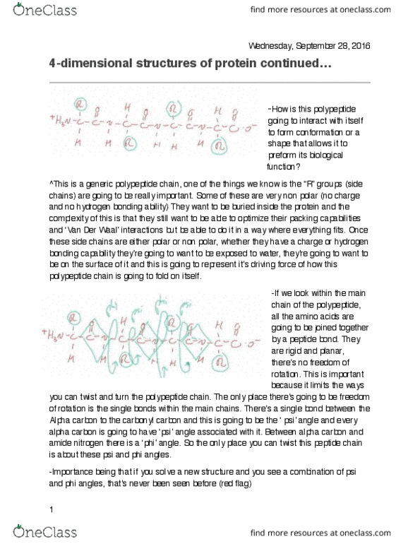 BMSC 200 Lecture Notes - Lecture 11: Alpha And Beta Carbon, Hydrogen Bond, Protein Folding thumbnail