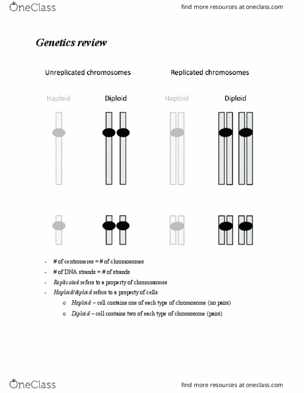 BIOL 121 Lecture Notes - Lecture 2: Sister Chromatids, Chromatid, Centromere thumbnail