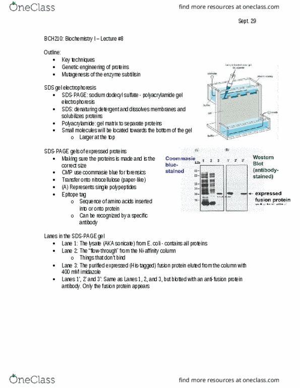 BCH210H1 Lecture Notes - Lecture 8: Polyacrylamide Gel Electrophoresis, Sodium Dodecyl Sulfate, Subtilisin thumbnail